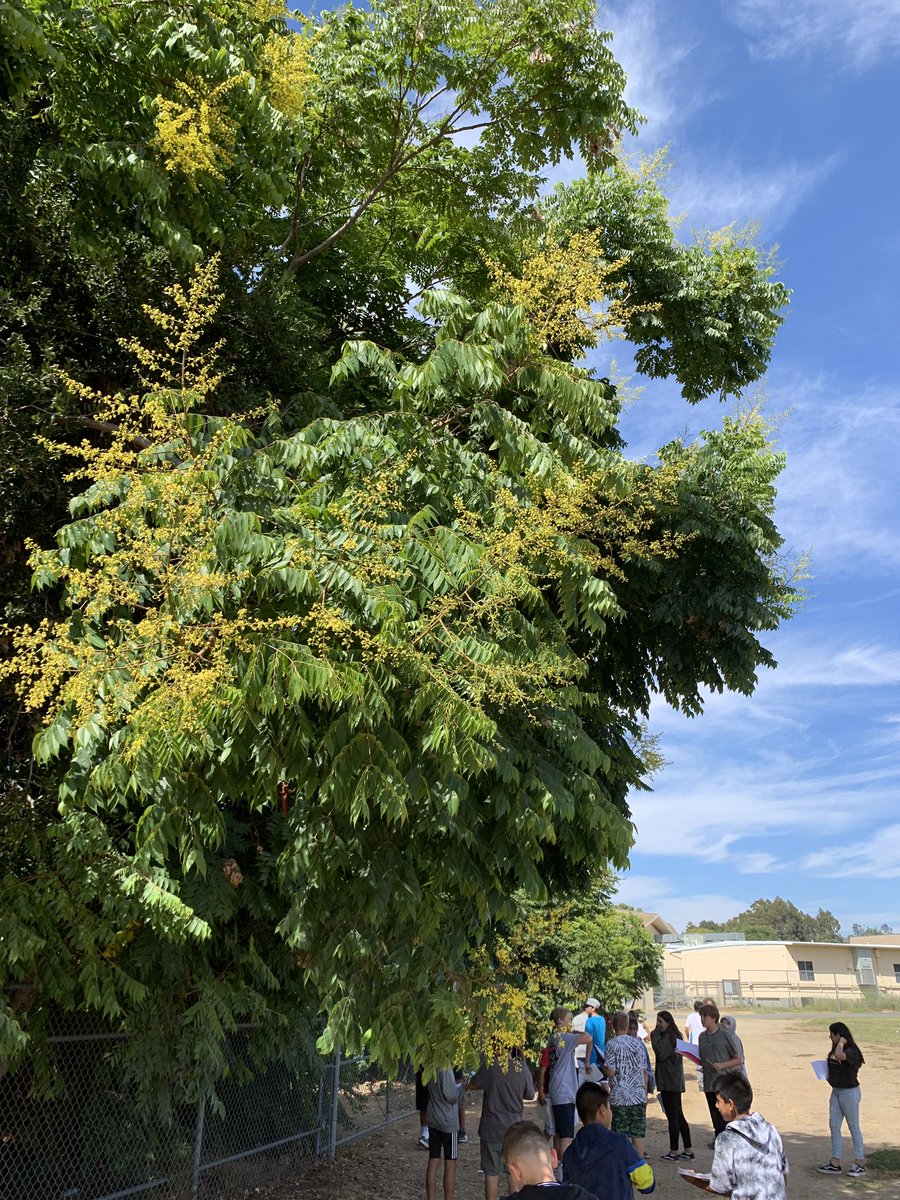 cstock24's tweet photo. Ss using observation skills to record and classify living and non living things in our campus environment! They are using the Claim, Evidence and Reasoning format in many of their conversations. @PotterJHS @FUESDSchools #FUESD 🌿🐝 https://t.co/PnscceeGXg