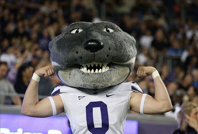 KSUWindbreaker's tweet photo. Fellas, who has the better live animal mascot? 🤔

Willie:
-incredibly well behaved for a large, ferocious man-cat thing
-can do a lot of push ups

Bully:
-probably sucks at pushups 
-not even that cute
-ok he’s kinda cute
-but still can’t hold a candle to my boy William https://t.co/uLDATdSY60