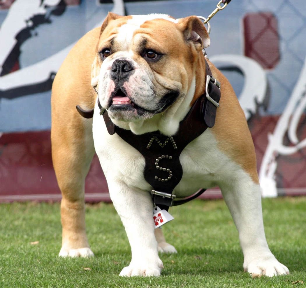 KSUWindbreaker's tweet photo. Fellas, who has the better live animal mascot? 🤔

Willie:
-incredibly well behaved for a large, ferocious man-cat thing
-can do a lot of push ups

Bully:
-probably sucks at pushups 
-not even that cute
-ok he’s kinda cute
-but still can’t hold a candle to my boy William https://t.co/uLDATdSY60