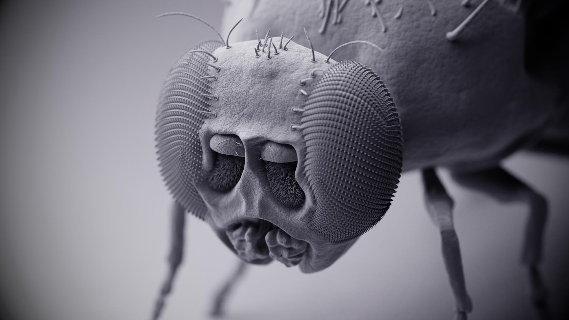 butterfly under microscope