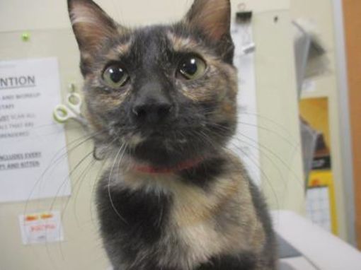 catloversonly's tweet photo. Just Pinned to Calicos and Tortoiseshells: Houston, TX - Domestic Shorthair tortie. Meet Nori a Pet for Adoption. https://t.co/45JRILE0r5 https://t.co/5SkmSXTY6U