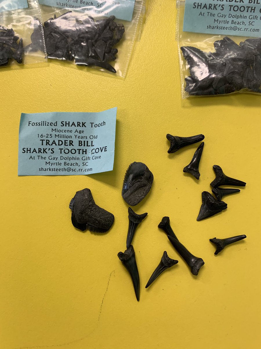 Bedford_Mrs's tweet image. Gr. 6 PLN Provocateurs! Would you like some provocations for Life Systems? I was thinking of you when I was in Myrtle Beach, got a few extra 16-25 MILLION year old shark teeth. Comment below w your name&amp;amp;school &amp;amp; I’ll put them in the courier! #WhatYouDoInMB #FirstCome @DPCDSB_BFA