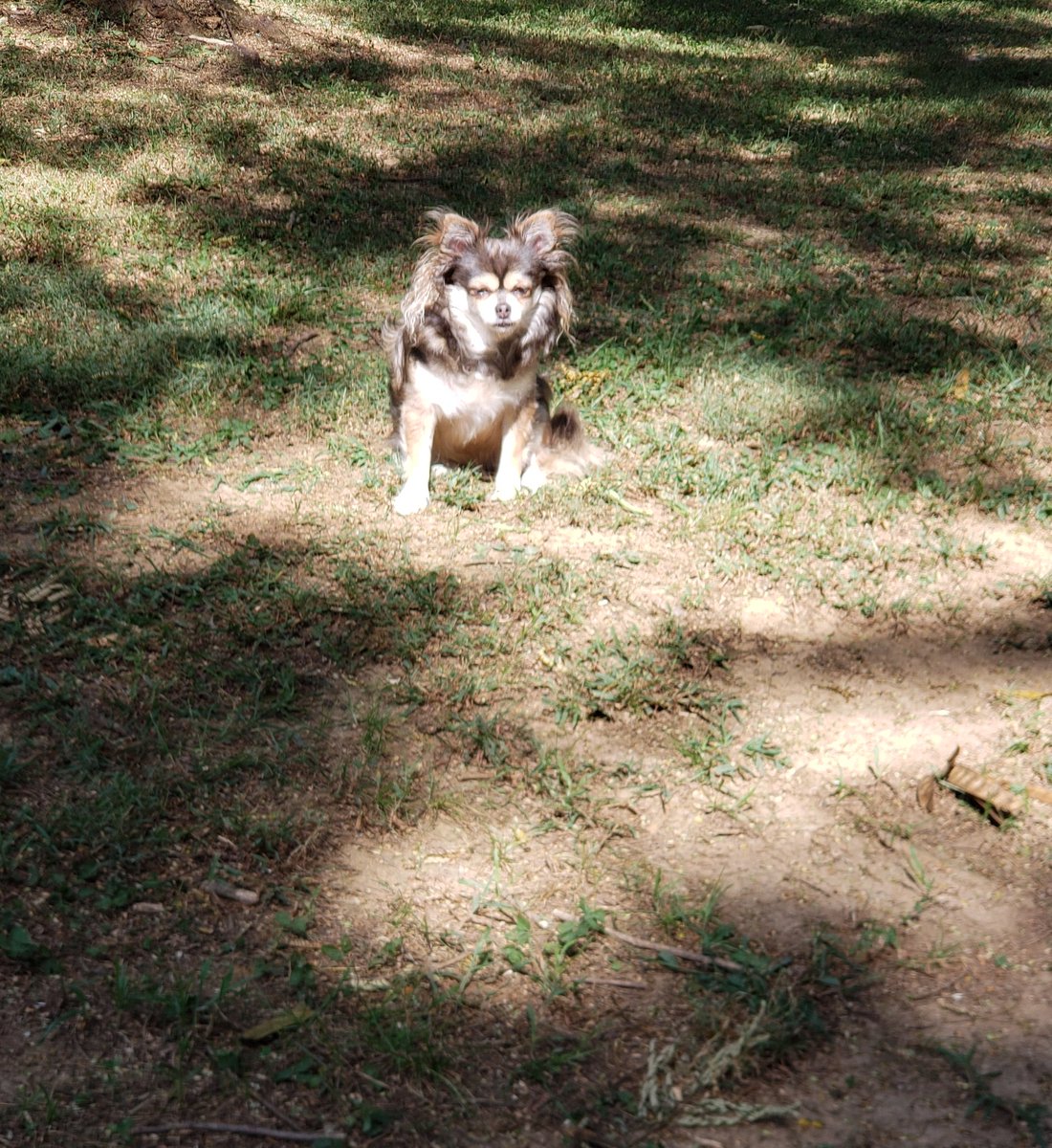 Cajun Chihuahua tweet media