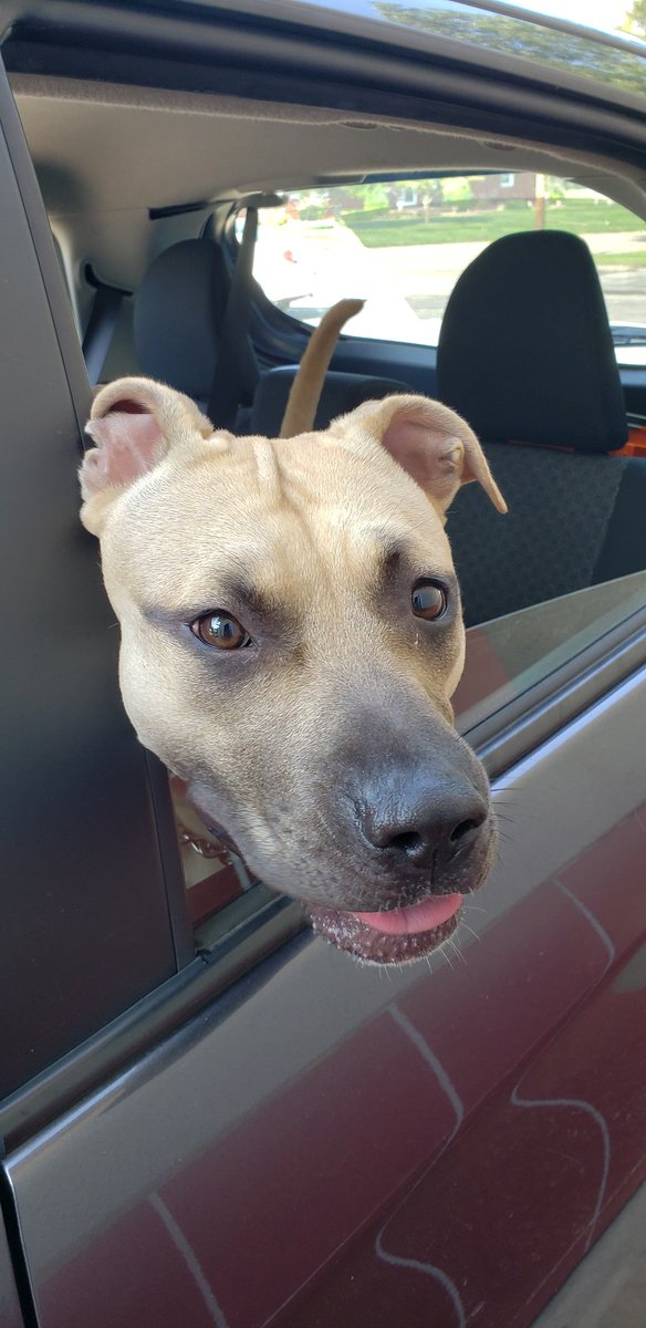 This is Myia, shes 6 months old, and she really likes to train. 13/10 shes the goodest girl.