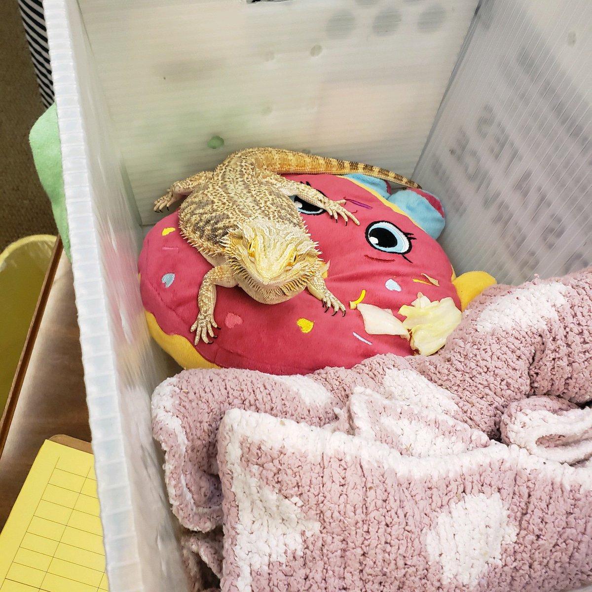 Parents, we love pets just as much as anyone but a backpack (Vera Bradley no less) is not a good place for a bearded dragon to spend the day. We rehoused him temporarily in a courier box until his adults could return him home. Parents please check those backpacks in the am!
