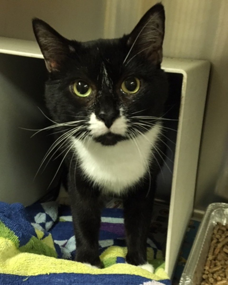 ACAS_PAWS's tweet photo. Meet Dexter! He'll talk to you with his sweet meow and rub against the kennel for your attention. You can win him over with butt scratches and head rubs! #AdoptAtPAWS #TuxedoTails #FancyFeline #Cat #Meow #ShelterCat #SylvestersCousin https://t.co/Hru7FZzWTG