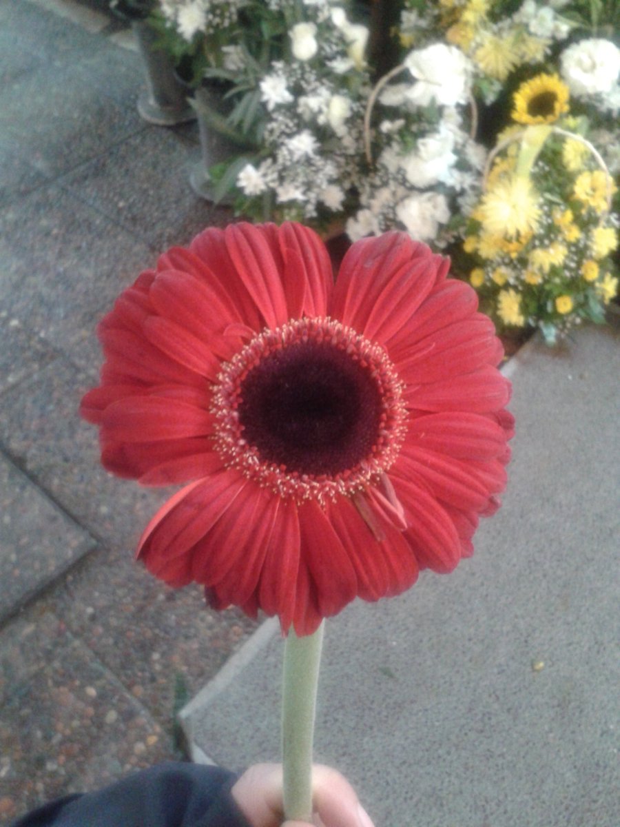 muerte_cultura's tweet photo. PÉRGOLA SANTA MARÍA
Si necesitas flores para tus vivos y tus difuntos, te recomiendo visitar el #Local8 de la #PérgolaSantaMaría, ubicada en Santa María con Avenida La Paz. Su dueño es #ArturoGonzález y este espacio es considerado como #PatrimonioHistóricoNacional. https://t.co/X0jBoUIlrG