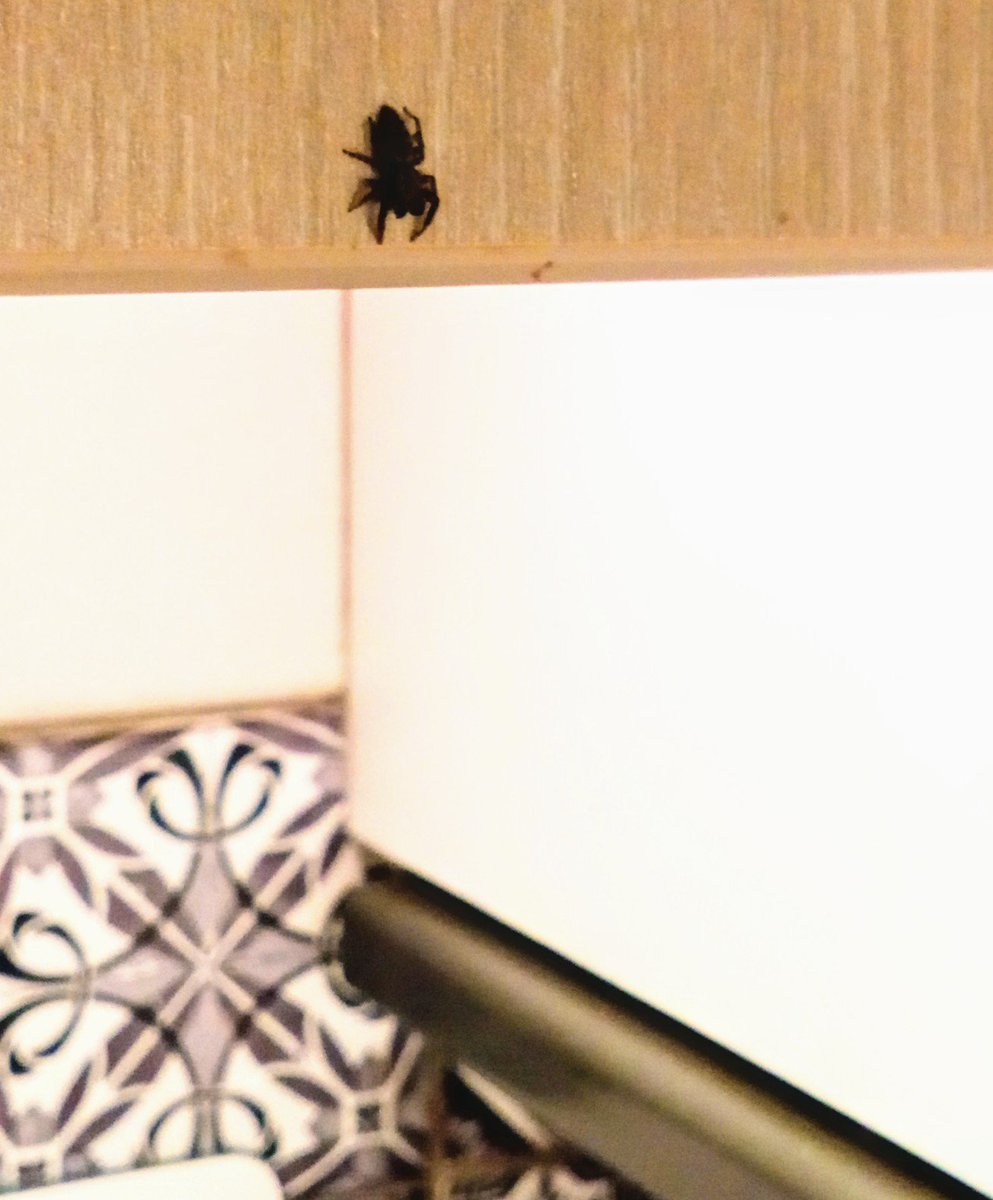 dieExplikatorin's tweet image. Genau über meinem Tomatensugo seilt sich gerade ein Spinnchen ab. Also, ich teile wirklich gerne, aber das ist wahrscheinlich auch für Thekla zu distsnzlos!