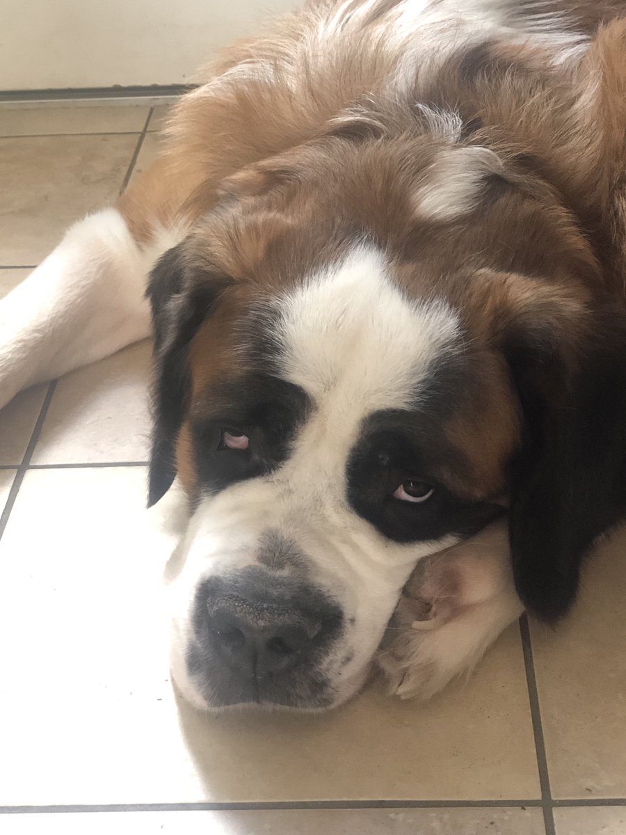 JustMiws's tweet photo. So, to continue the pet streak: here’s Junior Dog. 80 kg Saint Bernard. That is 70 kg love and 10 kg drool. Traits are selective hearing, if I fit I sit, if I don’t I sit anyway and the ability to reach any food in the kitchen! https://t.co/AD3Y0vdrNO