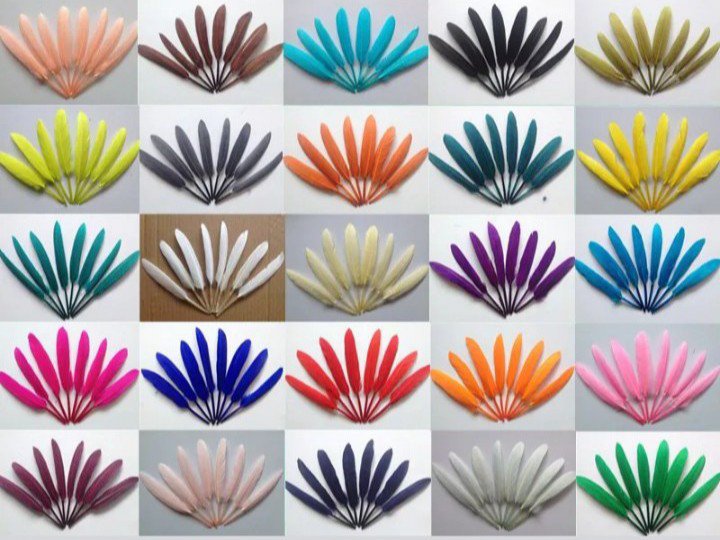 Small Goose feathers 🧡