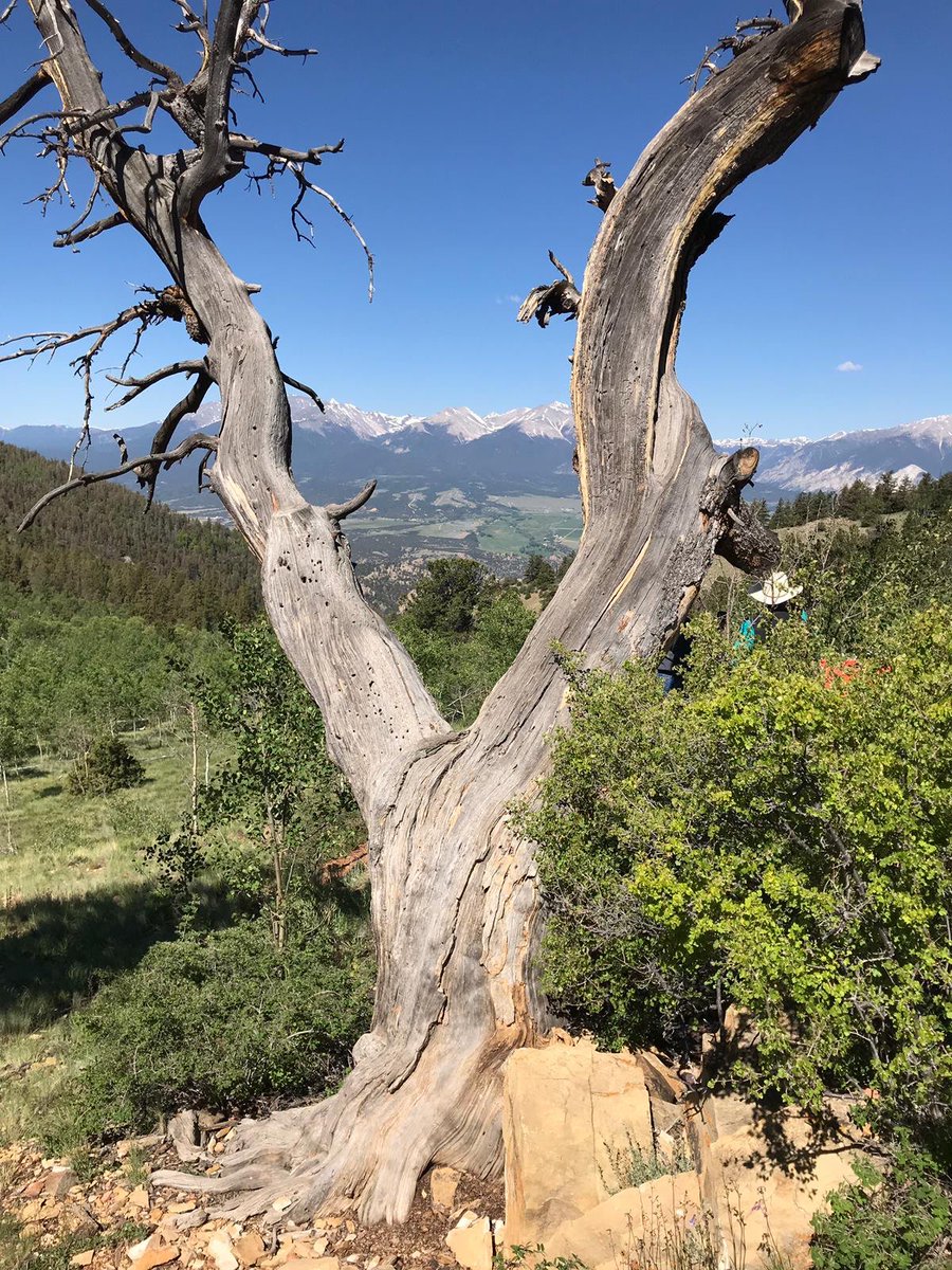 n_stinctive's tweet photo. Natural Capital #nstinctiveintelligence #colorado #countryside https://t.co/sKVY8OFcnS