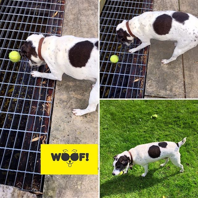 Our good friend Max is excellent at #problemsolving 🎾🎾 #staffy #staffygram #staffylove #staffydaily #staffysofinstagram #staffymoments #seniordog #seniordogsofinstagram #seniordogsrock #seniordogrescue #dogsofinstagram #dogstagram #dogoftheday… dlvr.it/RCmsvx