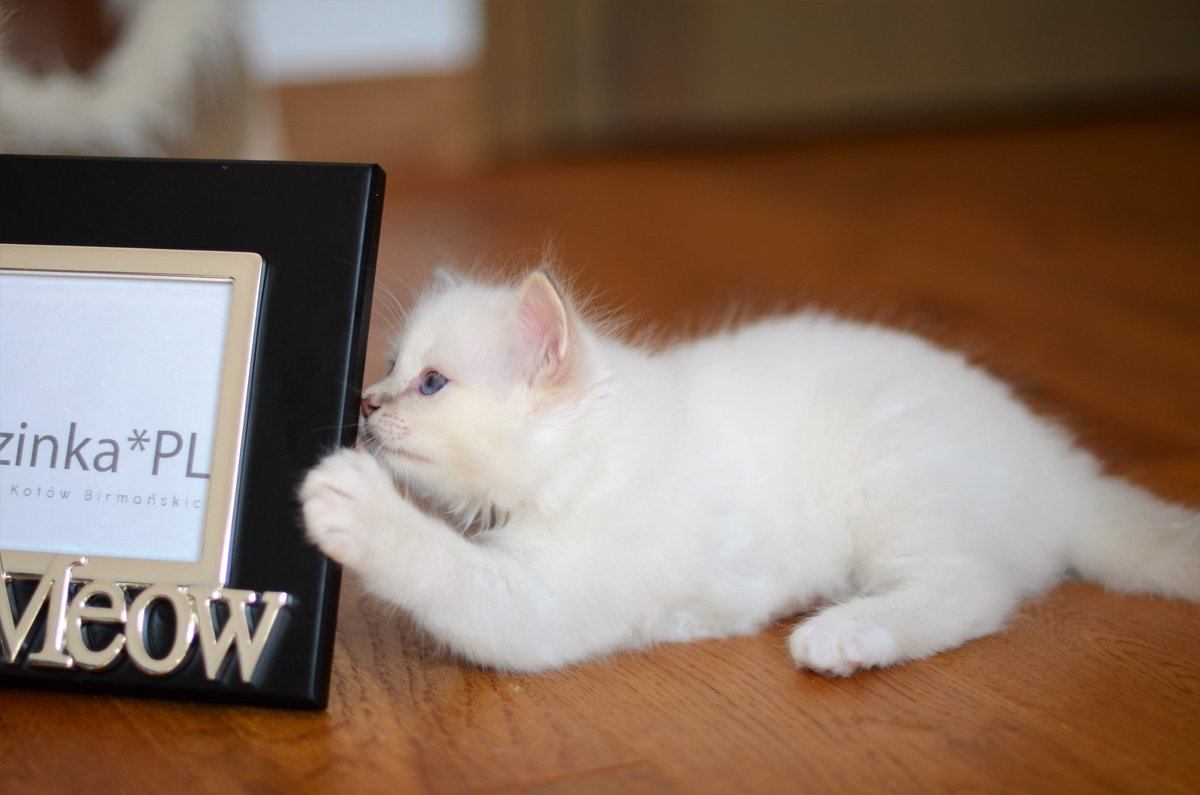 Bellana 😊
#birmancattery #kittens #brzezinkapl #birman_feature #CatsOfTwitter