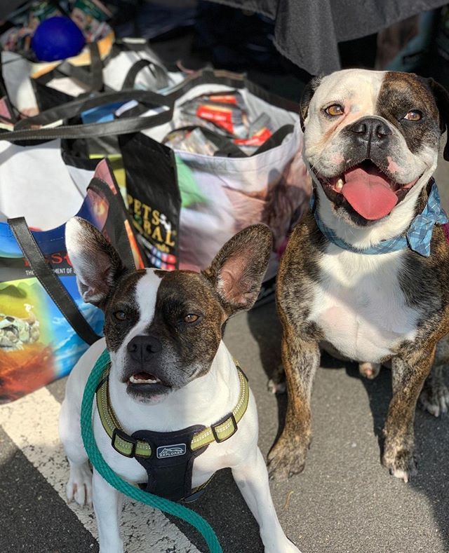 DogKrazyVA's tweet photo. Porkie made a new friend at the #loudounpetexpo yesterday! We stopped by the #petsglobal booth and they shared Porkie's favorite #dogkrazy cookies!β
β
#zignature #porkwontonthebulldog #fruggle #bulldog #fastfriends #dog #dogstagram #ilovemydog #itstartedwithabulldog https://t.co/o9bKtOcq1x
