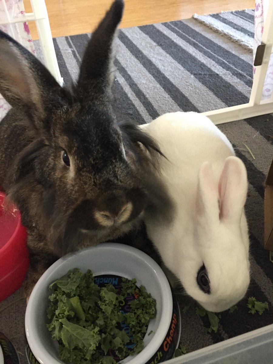 BlacktoeO's tweet photo. I'm eating, please leave me alone ~ https://t.co/ybdXlCAHqy