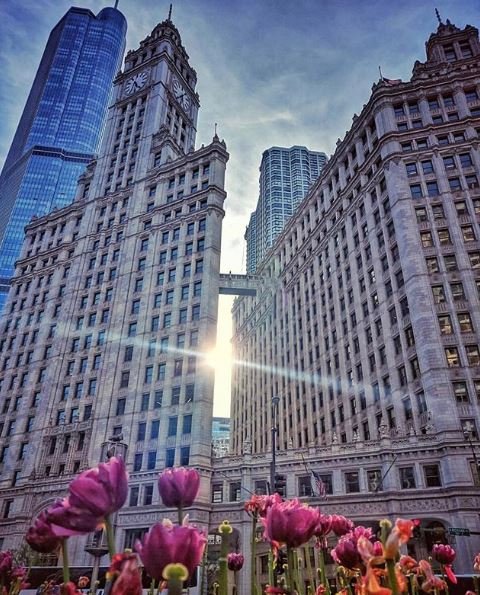 Chicago, mi tercer major. Novena semana de entrenamiento

blogrunner73.blogspot.com/2019/09/chicag…

#run #running #runner #eresrunner #correr