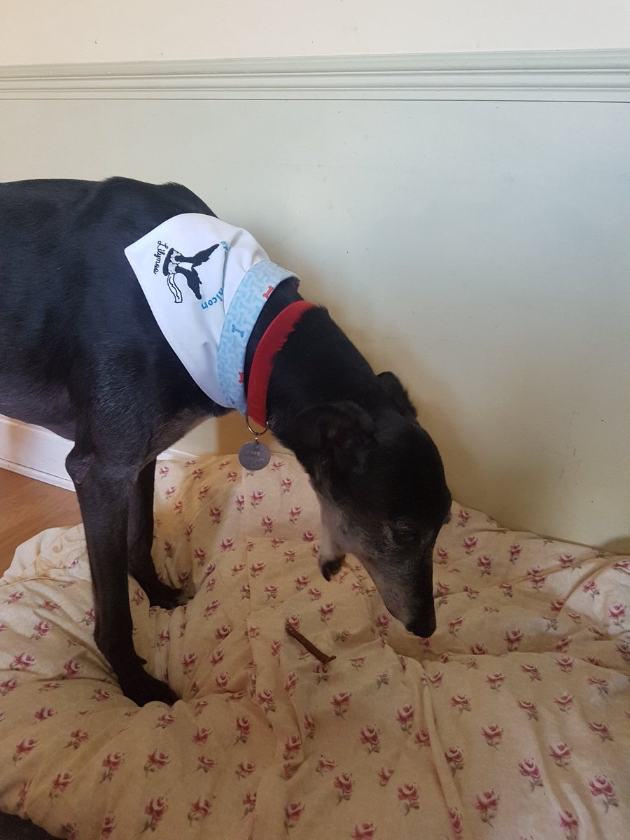 lilymoo_'s tweet photo. @CosaigInners @Tiggers_Tails @treats2sit4 @treats2sit4 are the yummiest of treats made with a good sprinkle of love and def have Lily &amp; Jeffs approval .... Jeffers couldn't eat his goat stick quick enough!!! #greedygoat https://t.co/Ko6C9Plfq7