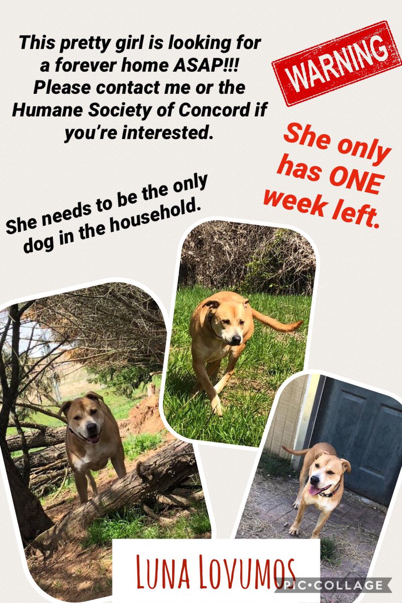 Please help if you can. Luna is the sweetest dog when it comes to people, but she doesn’t like other dogs. She deserves a responsible owner and a loving family.