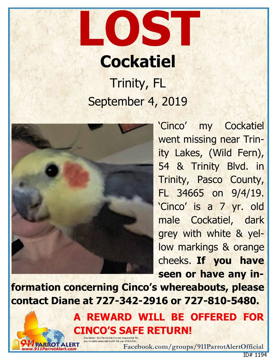 911ParrotAlert's tweet photo. LOST - COCKATIEL, 9/4/19, 'Cinco', Trinity Lakes, TRINITY, PASCO COUNTY, FL 34665

FB Post: https://t.co/CCRyra8ugH

#911ParrotAlert #lostbird #lostparrot #lostcockatiel #lostbirdFL #lostparrotFL #lostcockatielFL #TrinityLakes #TRINITY #Pasco #PascoCounty #FL #Florida https://t.co/oo5Av6v2Y4