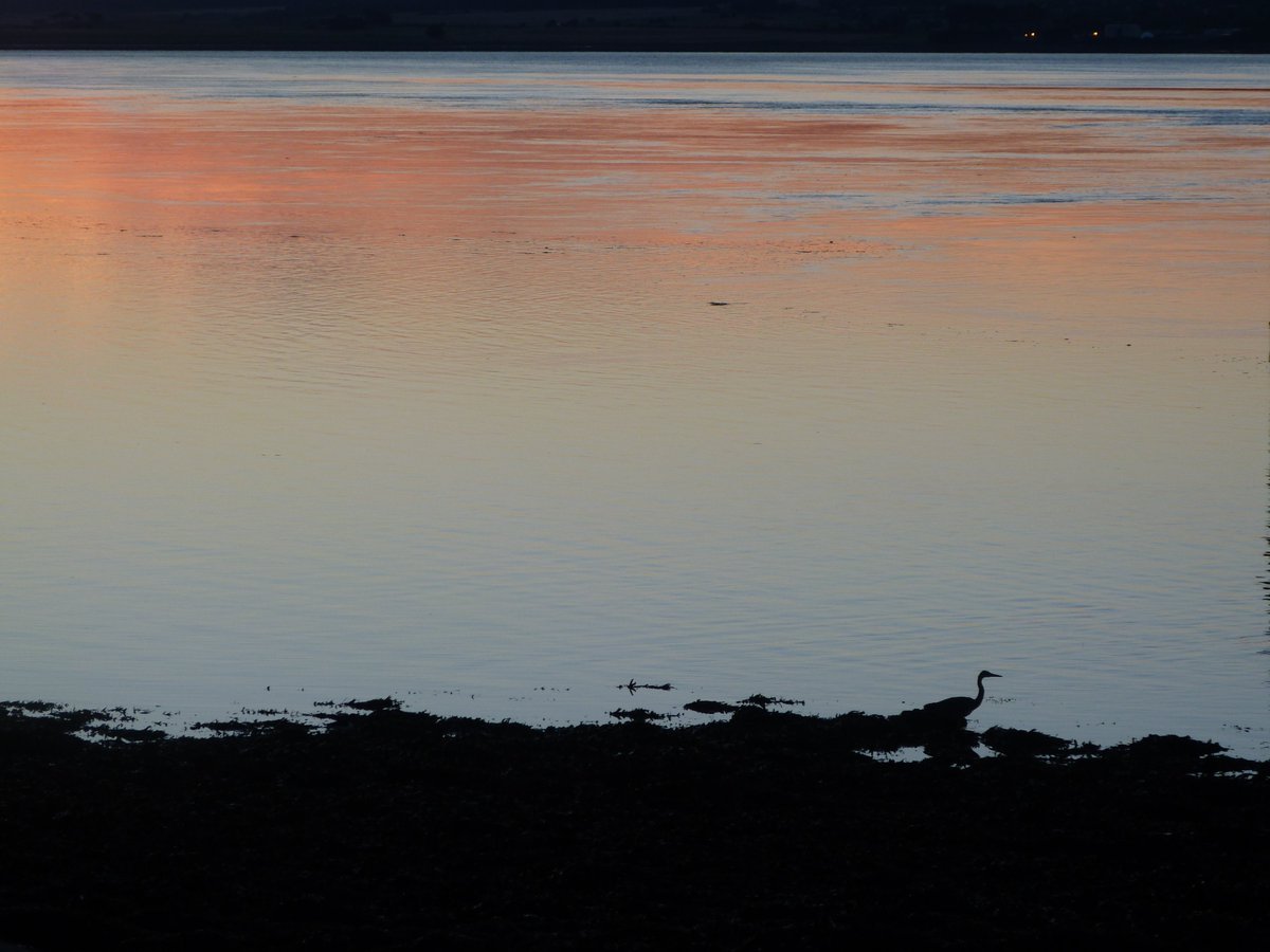 Where is the Heron? 🧐 #Scotland #nature #ecology #outdoors #weshowyouScotland #naturetours