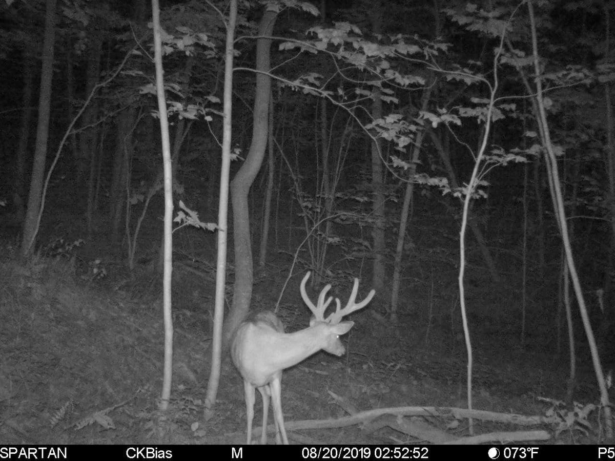 spartancamera's tweet photo. Josh Bias spotted this nice 9-point buck on his #spartancamera. Have you seen any 9-pointers this year?
https://t.co/3YcnZ91Mo8 #trailcam #trailcamera #9pointer https://t.co/s7zCM8w3sw