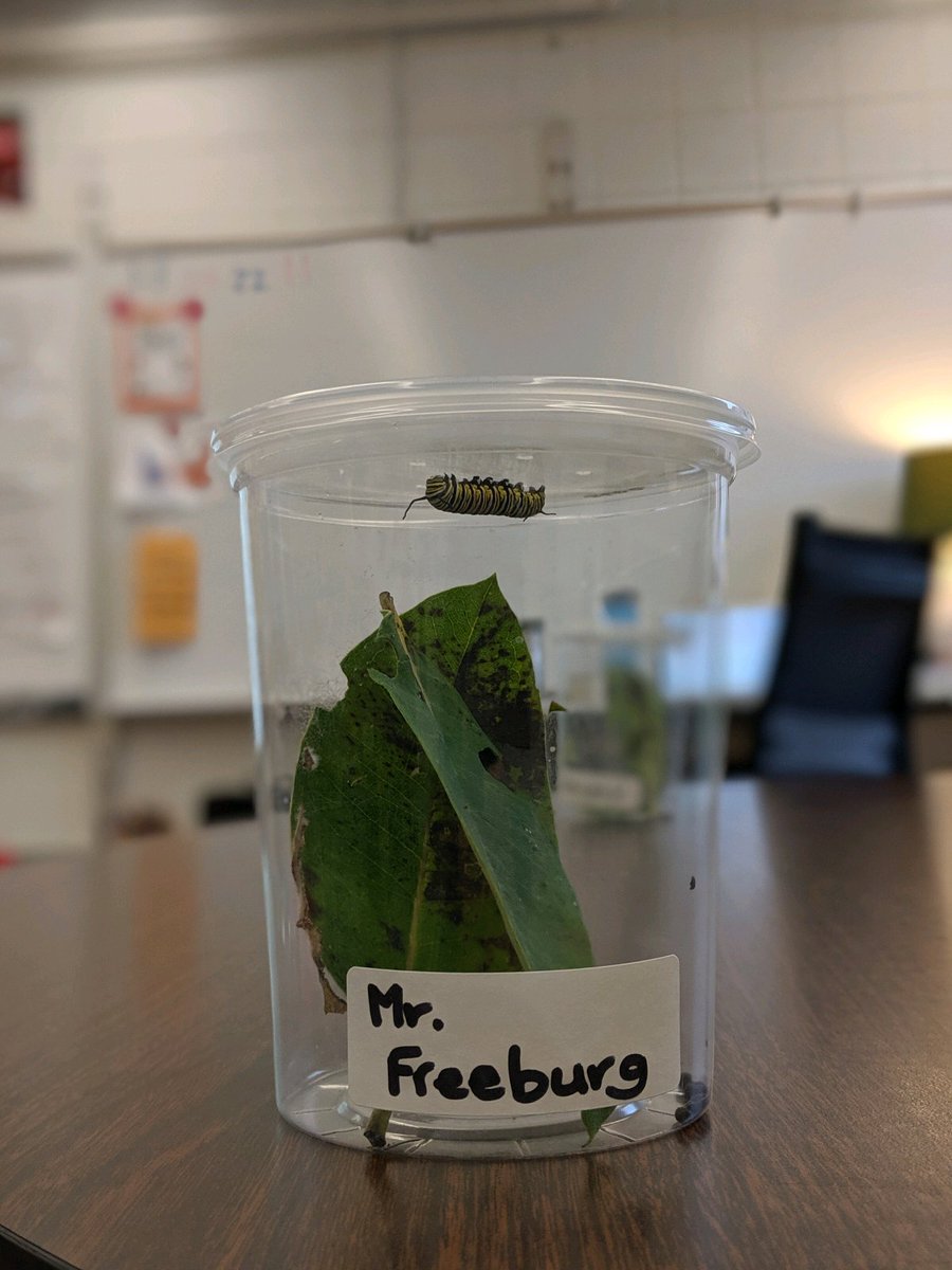 Really thrilled a 1st grade class named their class caterpillar after me. I have a lot to line up to. <a href="/EPEaglesPV/">EPEaglesPV</a>