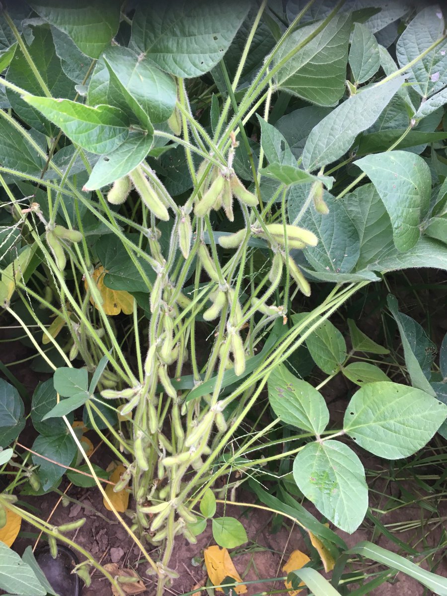 Transitional <a href="/ThompsonOrganic/">Thompson Organic Vineyards</a> soybeans looking fantastic! B138CO. <a href="/ThompsonsAg/">Thompsons Agronomy</a> <a href="/BrevantSeedsCA/">Brevant seeds Canada</a>