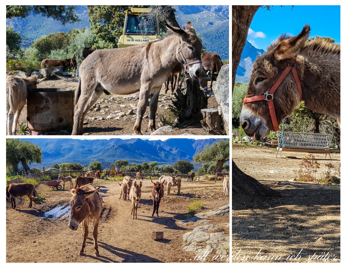 Regula_Blog's tweet image. Korsika im Schnee: altwerden-spaeter.blog/2019/09/08/sch…