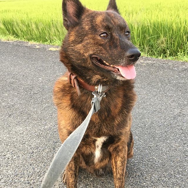 今日の甲斐犬信玄 旧おひさん Ohisan4649 Twitter