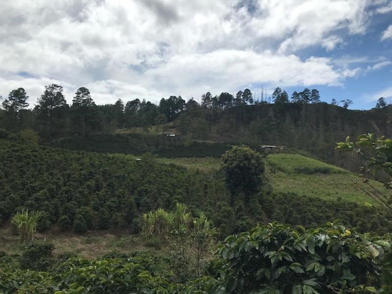CropQuestInc's tweet photo. Agronomist @beto_alvarez_94 grew up in Honduras. Listen in on The Turnrow Podcast as he talks about the struggles farmers face in his home country. #turnrow #cropquest
https://t.co/bhQwqBgZLj https://t.co/SBU8V5mJR3