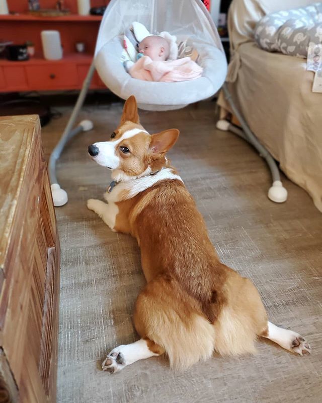 foolofapup's tweet photo. I swear if you wake my tiny human I will lose it.
~
~
#corgi #sploot #corgibutt #longdog #lowrider #goodboy #bestdog #cute #naptime #sleepingbeauty #nap #aww #floof #perrito #lindo #bff #bestfriends #squadgoals #cutest #corgigram #corgicommunity #corgilo… https://t.co/Gf12c8VjTi https://t.co/MsSkxvs1Nr