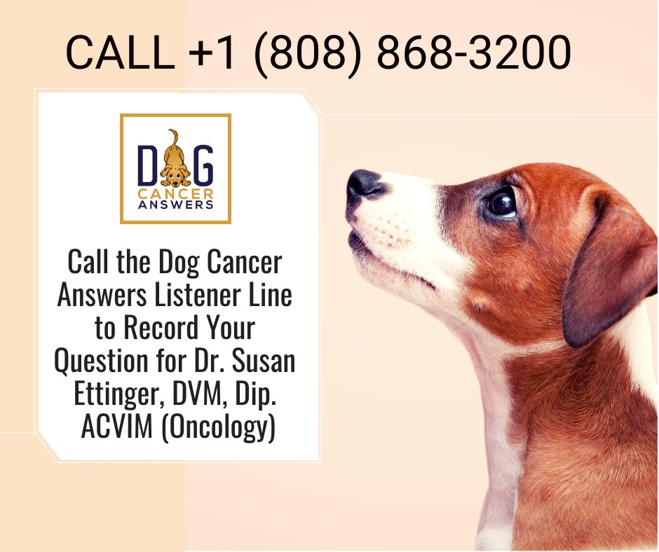 DogCancerVet's tweet photo. The Dog Cancer Answers Listener Line is open again! Call to record your question for @DrSueCancerVet NOW so she can answer them in our recording session a week from now. https://t.co/KmlqRCvNBg https://t.co/6Vj4ct686l