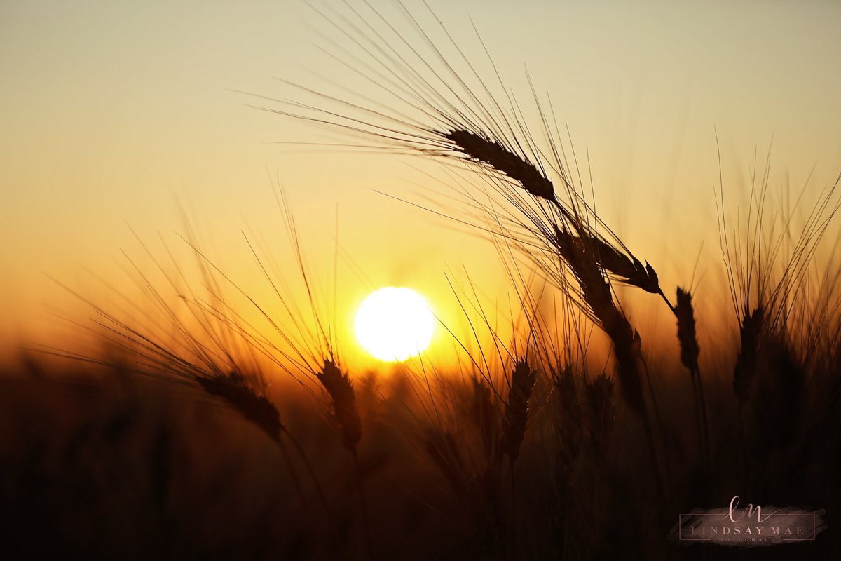 KohlLindsay's tweet photo. I love a harvest sunset! Glad I got some photos before the rain. #saskharvest https://t.co/GVkkhxfTQi