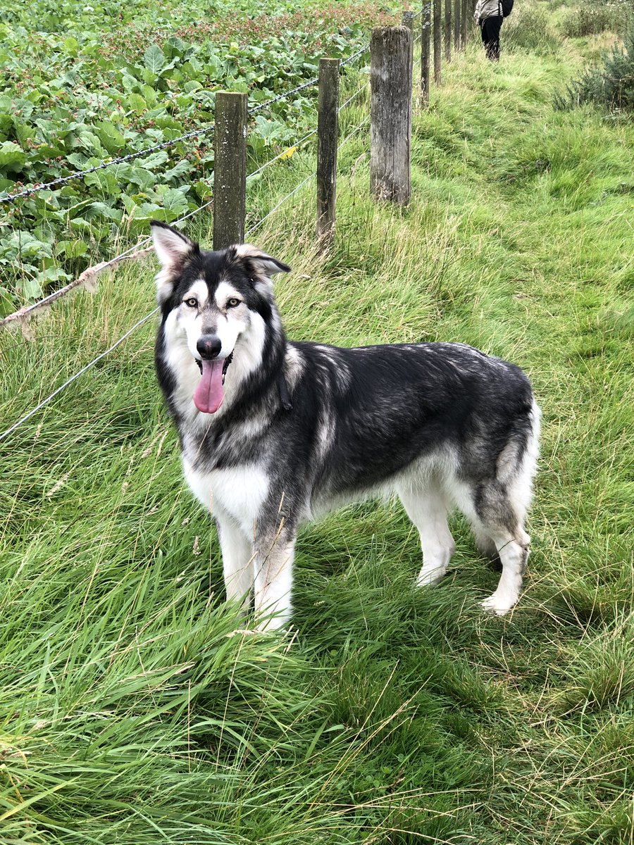 Weekitchenjam's tweet photo. @Nicola_Meighan @BBCRadioScot @Nairn_Festival @DundeeFlower @lovegolf_UK @Innerpeffray @thedoglovershow Dogs  love u more than they love themselves ..and they are beautiful xx https://t.co/4TaBo48ei5