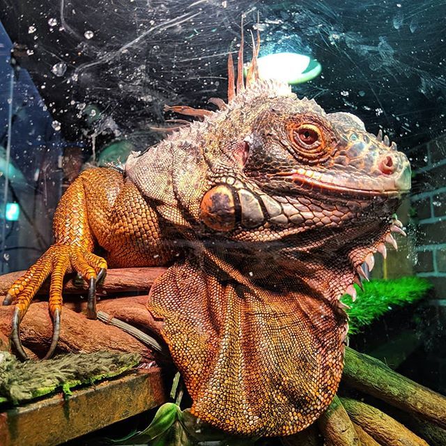 TYTMariguana's tweet photo. See my claws?...⛏️🐲 #mariguana #tytlizard #tytmascot #tyt #theyoungturks https://t.co/0N8ojYqceI https://t.co/tJXmGL5yv8