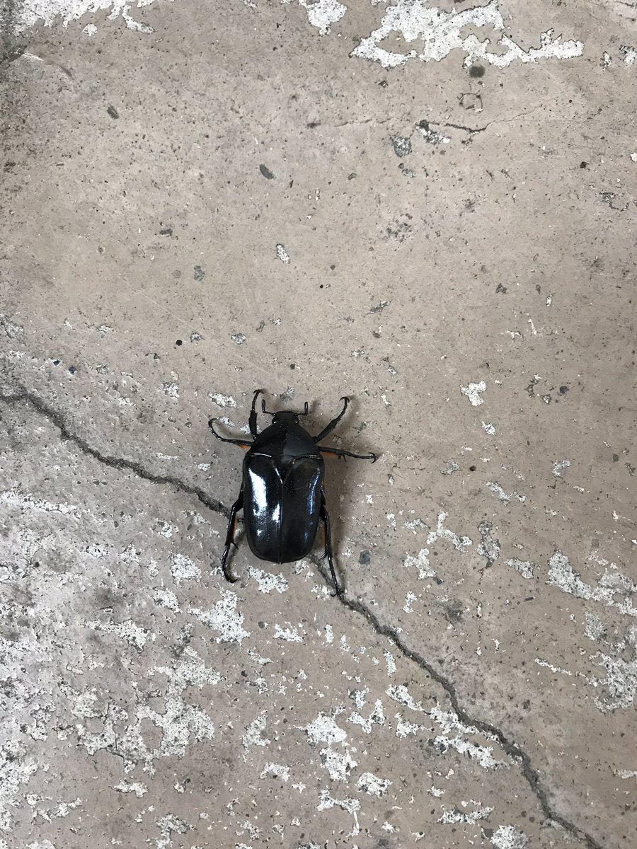 とわ 黒いカナブンなんて初めて見た