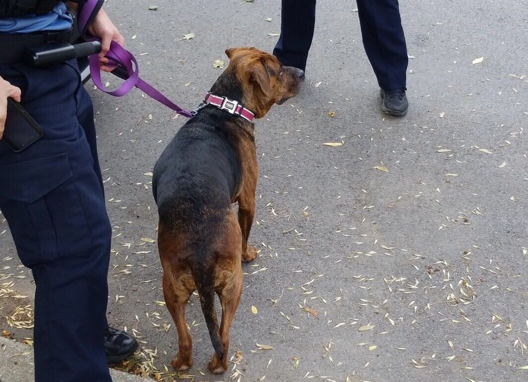 Ngreiter's tweet photo. Anybody in #chicago looking for a new dog? This sweet girl was abandoned outside @SnakeFooley’s place. She’s sweet and knows sit and shake. @PAWSChicago https://t.co/x8HfrsbMPA