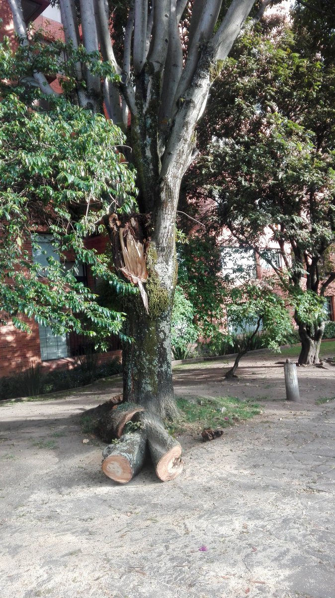 Mateo_COL's tweet photo. Hoy pase por el lugar del crimen. Parece que fuera una emergencia, un árbol gigante se rompió en dos. https://t.co/wthPY1QvFR