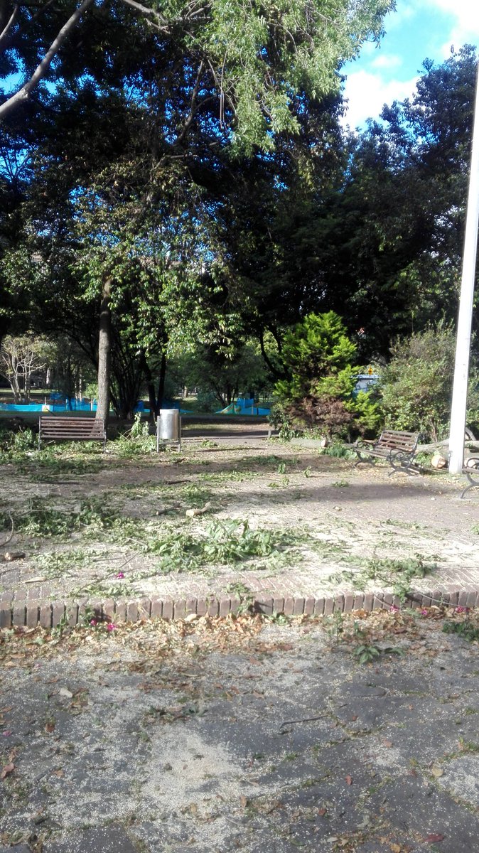 Mateo_COL's tweet photo. Hoy pase por el lugar del crimen. Parece que fuera una emergencia, un árbol gigante se rompió en dos. https://t.co/wthPY1QvFR
