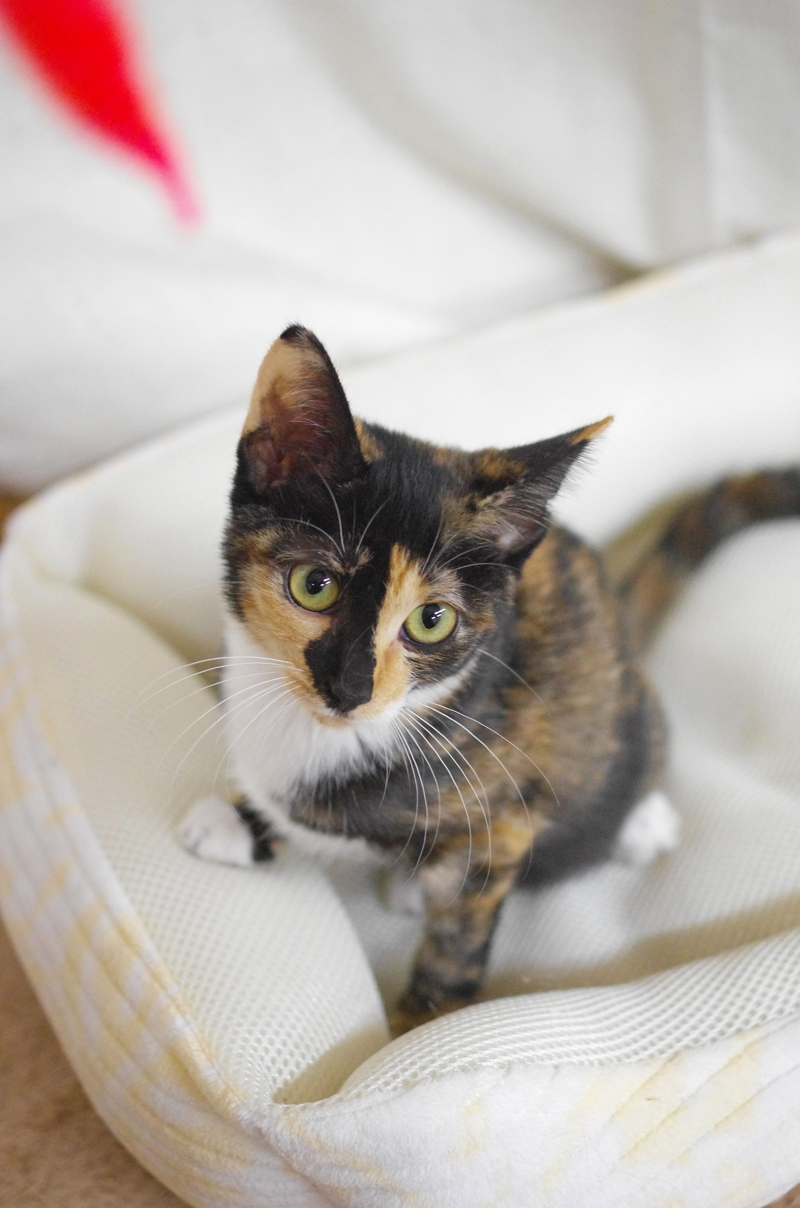 Fj となねこ 美少女力が高すぎるサクちゃん めちゃめちゃ可愛い 控えめ甘えん坊な性格もポイントが高いです サクちゃん ミャーーーオ Meooow 保護猫カフェ リトルキャッツ 里親募集 仔猫 三毛猫 サックス兄妹 かわいい かわいすぎる