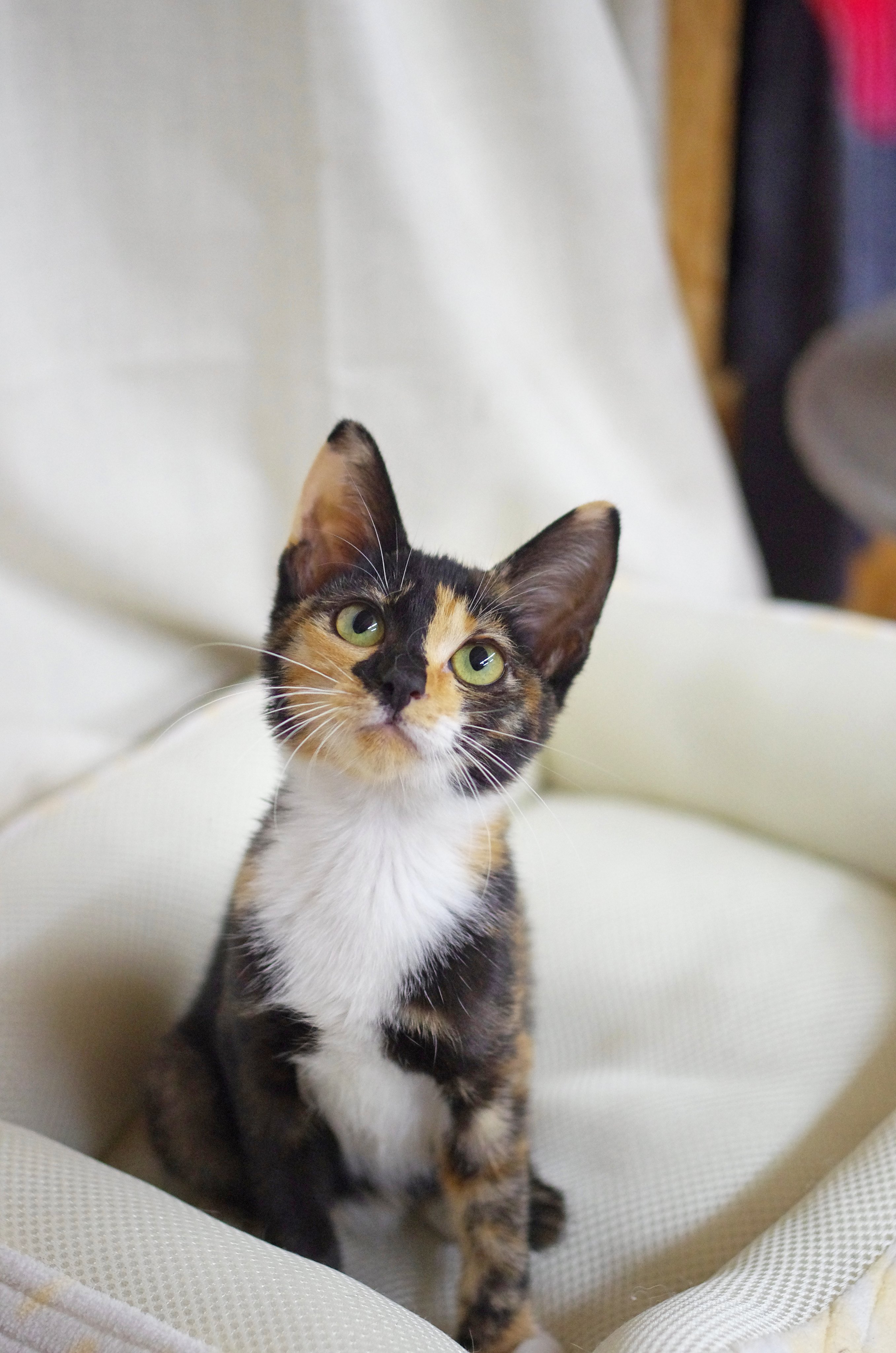 Fj となねこ 美少女力が高すぎるサクちゃん めちゃめちゃ可愛い 控えめ甘えん坊な性格もポイントが高いです サクちゃん ミャーーーオ Meooow 保護猫カフェ リトルキャッツ 里親募集 仔猫 三毛猫 サックス兄妹 かわいい かわいすぎる