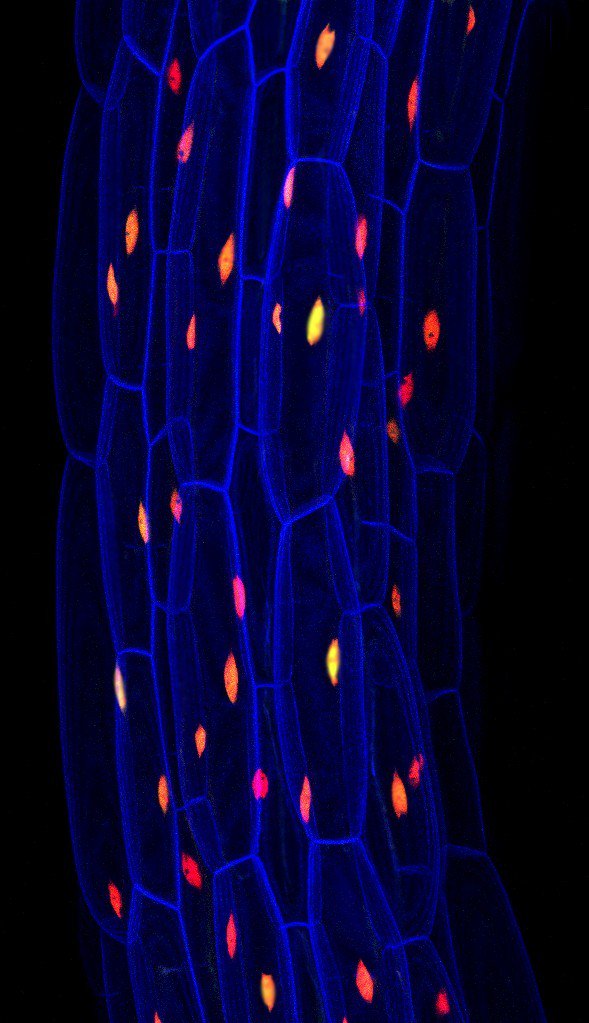 Thale cress seedling!
🔬Confocal
📷Fernán Federici
©Olympus BioScapes
#science #microscopy #microscope #CellBiology #biology