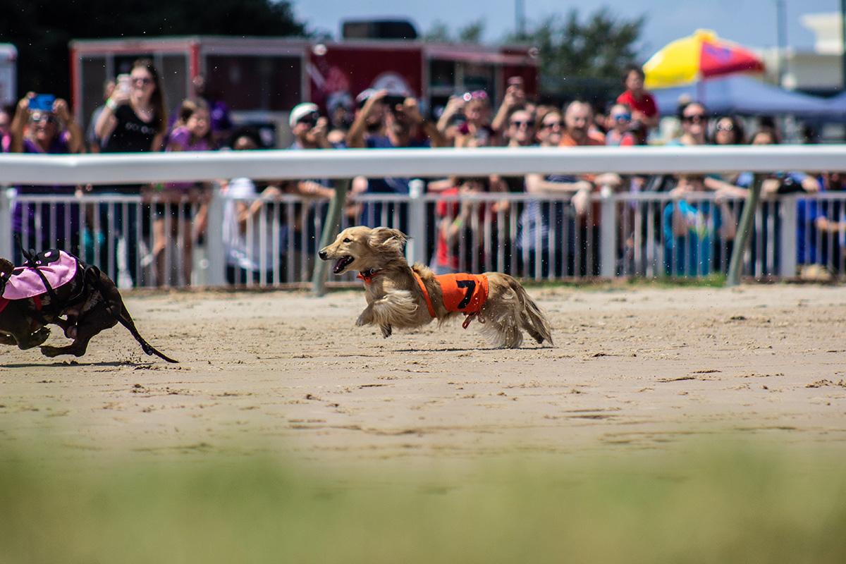 Off to the (dog) races! 🐕 Last week HERO volunteers at @HarrahsLADowns held Weiner dog races for a good cause. Learn more about this fun event: bit.ly/34Du0sf