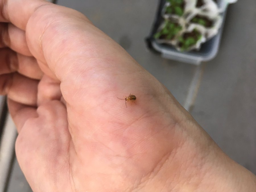 プランターの土にダニ 白い虫がわくのを何とかしたい 家庭菜園チャレンジ ブログ