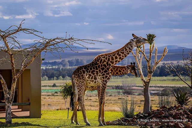 rogersedres's tweet photo. Need to get out of the City?

Read our blog post on our recent visit to Kwetu Guest Farm just outside Swellendam in the Western Cape Province, South Africa.

https://t.co/4TM4mRyh1q •
•
•
👳 #africa #african #travel #traveling  #holiday #vacation #tr… https://t.co/jbQA9gNTeO https://t.co/c5EkJaMjVu