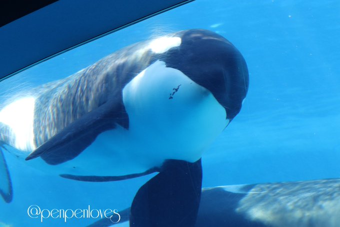 シャチのtwitterイラスト検索結果 古い順