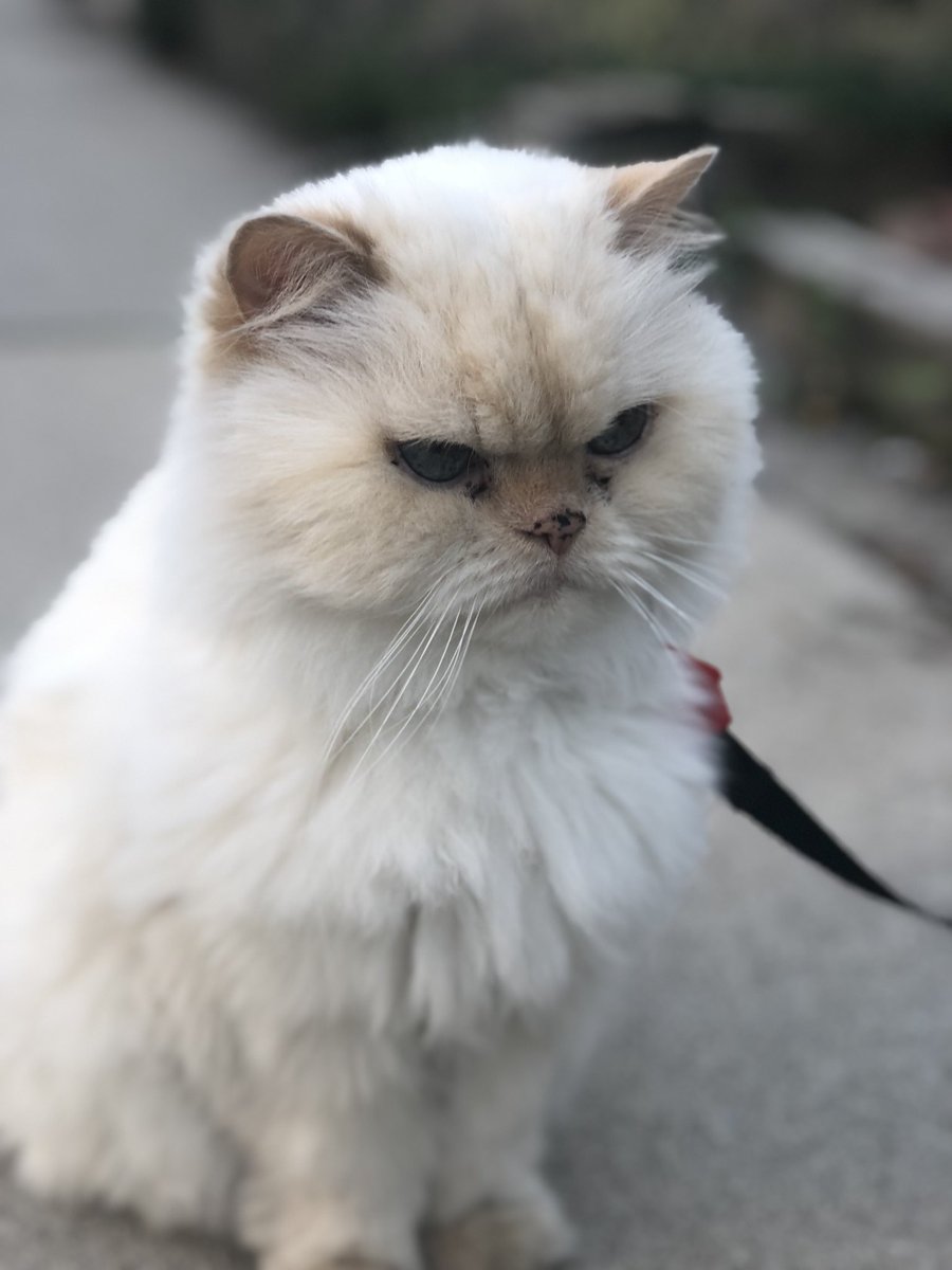 StephenPakert's tweet photo. You’ve got to love Toronto! Here’s Joey, hanging out on the sidewalk, leashed but camera ready. https://t.co/LQlUYPiqJA
