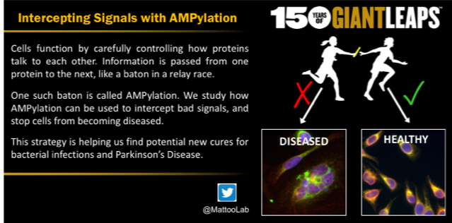 ScienceOnTapLaf's tweet photo. Very excited to announce that our September #SoT will feature Dr. Seema Mattoo (@MattooLab). She'll be talking about how her recent work studying AMPylation in bacteria could lead to novel cures for Parkinson's Disease! See you all at @LafBrew on Sept 26 at 6 PM!
@PurdueBiolSci https://t.co/lEfwWsOlOc