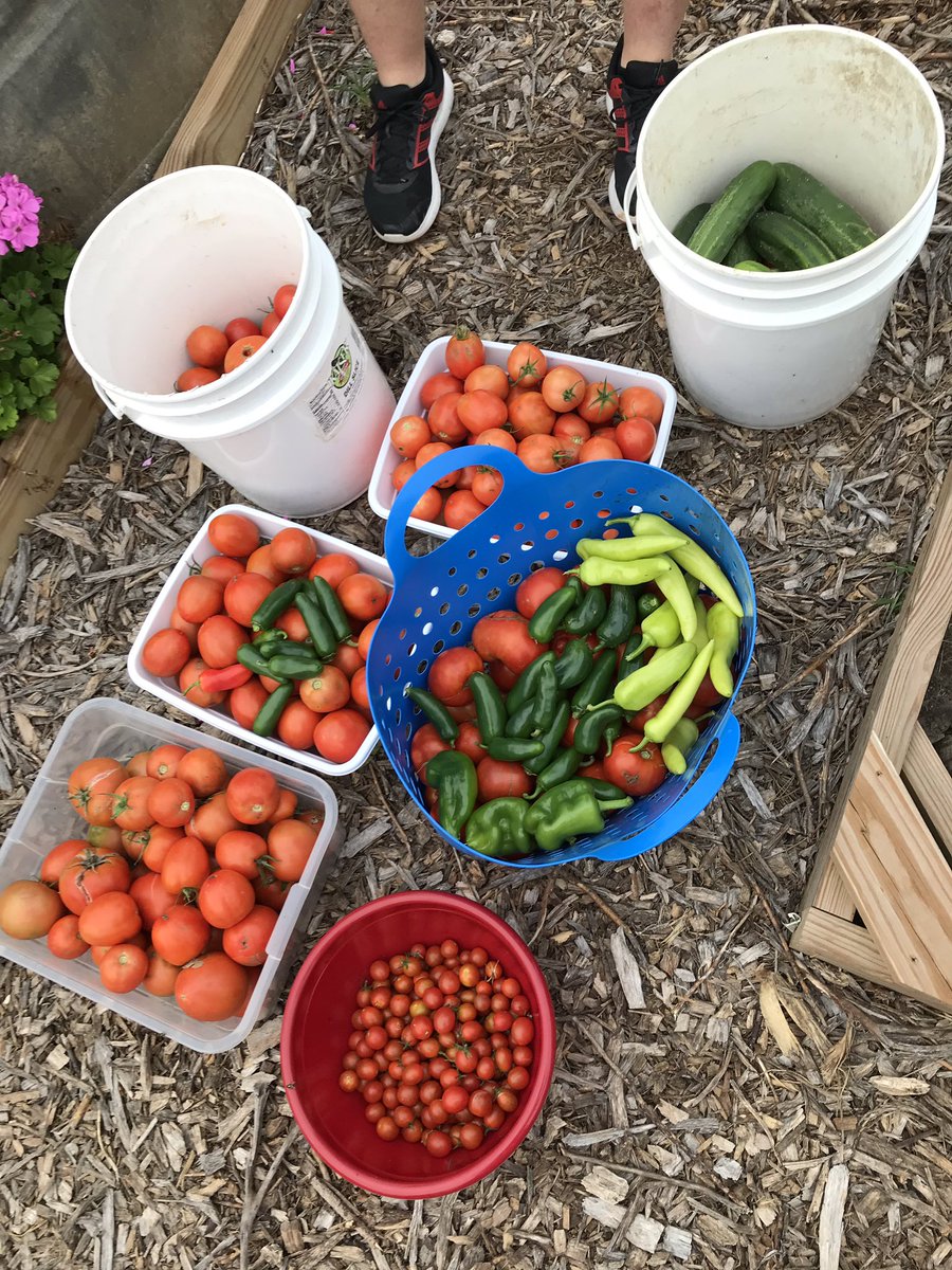 These students did a great job in representing the class at APS School Board presentation about the AMS 6th Grade Garden. Well done presenters!  Well done gardeners! #aurorahuskies