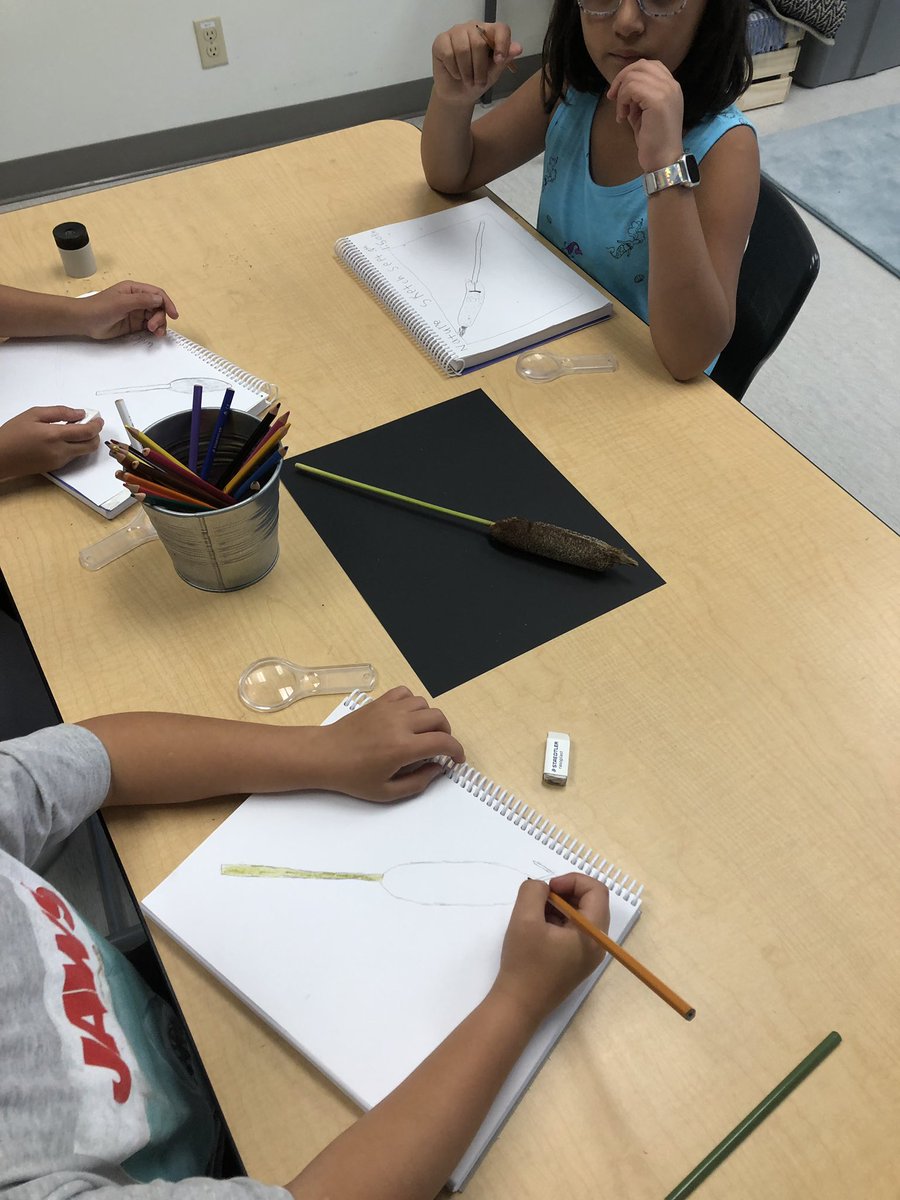 reillycolleen's tweet photo. Ss spent time looking closely and drawing what they see @Copperfield106 @copperfield_3 https://t.co/hz8e3R7sYc